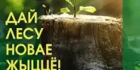 Акция "Дай лесу новае жыццё"