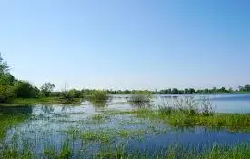 Информационная кампания  "Белорусские болота-лёгкие Европы", посвященная Всемирному дню водно-болотных угодий