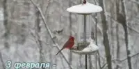 3 февраля - Всемирный день кормления птиц