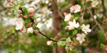 В Беларуси стартовала акция Белорусского союза женщин по закладке яблоневых садов. Гимназисты активные участники акции